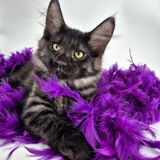 chaton Norvégien black smoke Atéa💜 Chatterie de Ci'Varone black smoke 