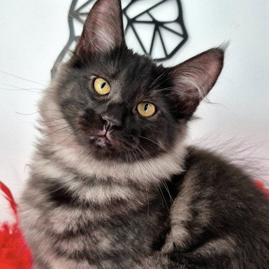 chaton Norvégien black smoke Atéa💜 Chatterie de Ci'Varone black smoke 