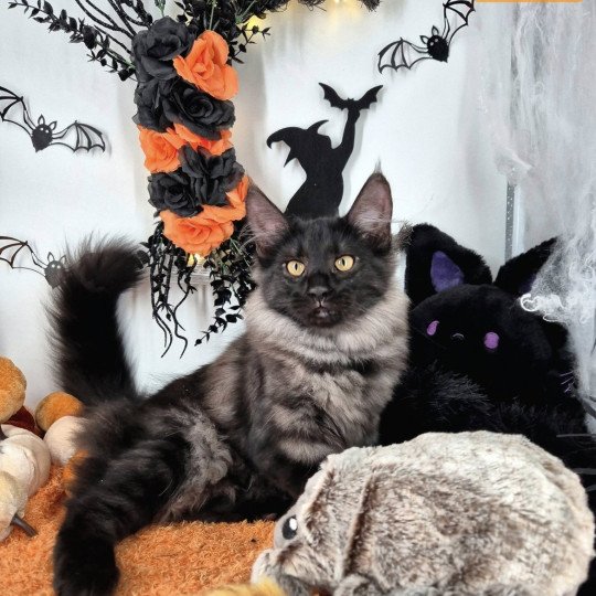 chaton Norvégien black smoke Atéa💜 Chatterie de Ci'Varone black smoke 