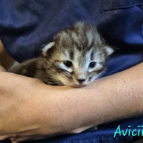 chaton Norvégien brown blotched tabby Avicii 💙 Chatterie de Ci'Varone brown blotched tabby