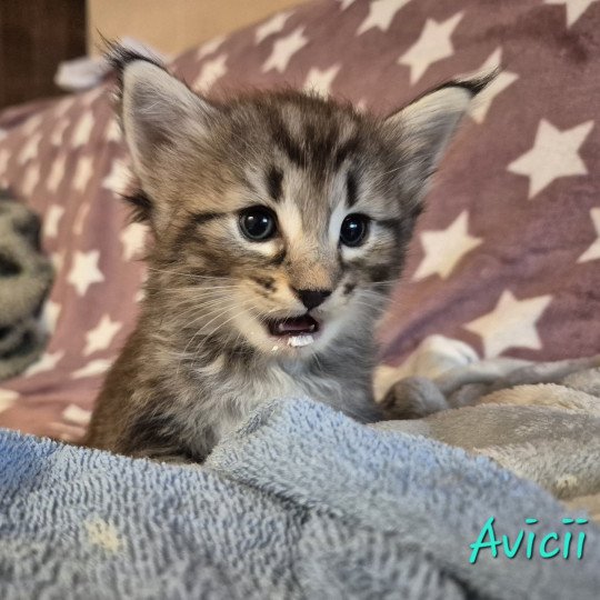 chaton Norvégien brown blotched tabby Avicii 💙 Chatterie de Ci'Varone brown blotched tabby