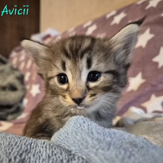 chaton Norvégien brown blotched tabby Avicii 💙 Chatterie de Ci'Varone brown blotched tabby
