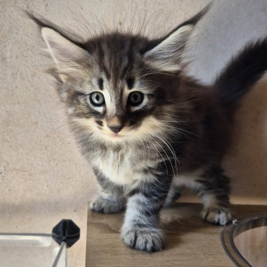 chaton Norvégien brown blotched tabby Avicii 💙 Chatterie de Ci'Varone brown blotched tabby