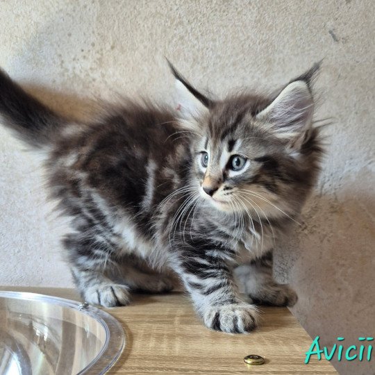 chaton Norvégien brown blotched tabby Avicii 💙 Chatterie de Ci'Varone brown blotched tabby