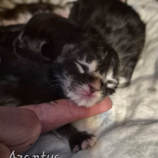 chaton Norvégien black silver blotched tabby Azantys 🖤 Chatterie de Ci'Varone black silver blotched tabby