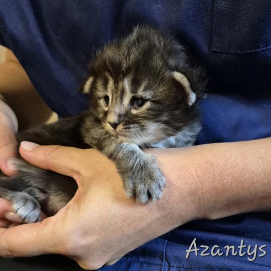 chaton Norvégien black silver blotched tabby Azantys 🖤 Chatterie de Ci'Varone black silver blotched tabby