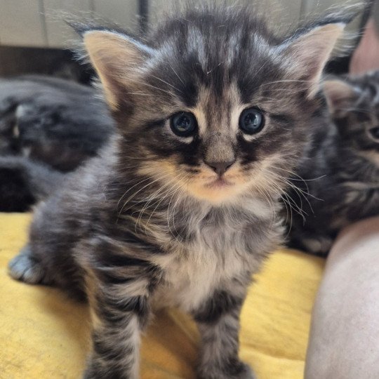 chaton Norvégien black silver blotched tabby Azantys 🖤 Chatterie de Ci'Varone black silver blotched tabby