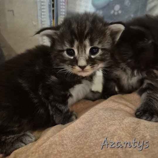chaton Norvégien black silver blotched tabby Azantys 🖤 Chatterie de Ci'Varone black silver blotched tabby