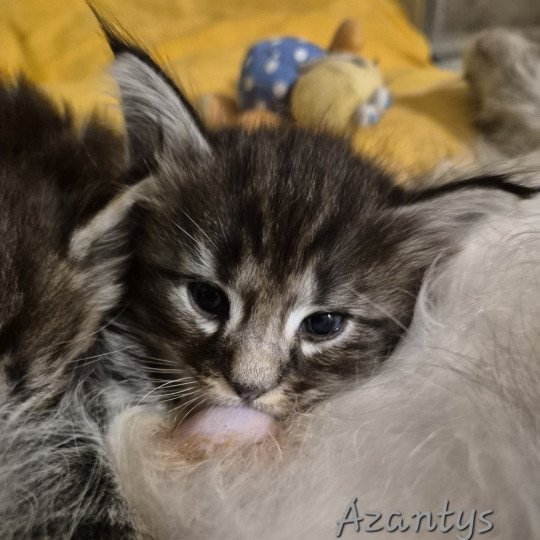 chaton Norvégien black silver blotched tabby Azantys 🖤 Chatterie de Ci'Varone black silver blotched tabby