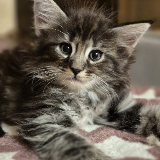 chaton Norvégien black silver blotched tabby Azantys 🖤 Chatterie de Ci'Varone black silver blotched tabby
