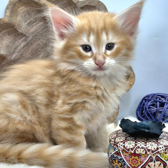 chaton Norvégien red silver mackerel tabby Bellini Peach ❤️ Chatterie de Ci'Varone red silver mackerel tabby
