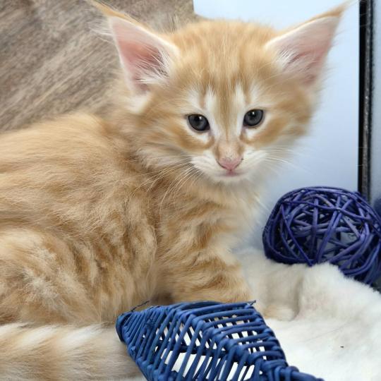 chaton Norvégien red silver mackerel tabby Bellini Peach ❤️ Chatterie de Ci'Varone red silver mackerel tabby