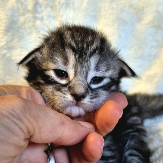 chaton Norvégien black silver mackerel tabby Bo Duke🧡 Chatterie de Ci'Varone black silver mackerel tabby