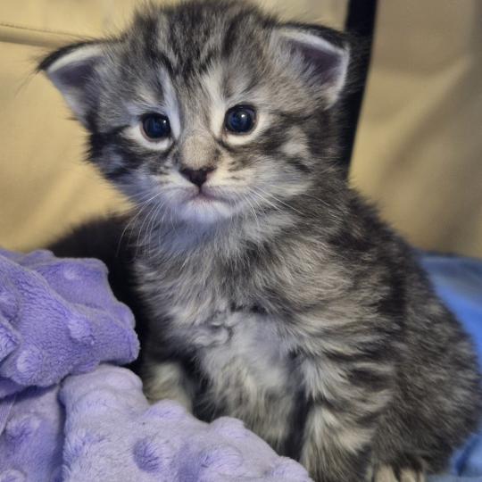 chaton Norvégien black silver mackerel tabby Bo Duke🧡 Chatterie de Ci'Varone black silver mackerel tabby