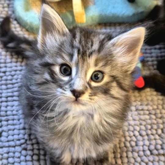 chaton Norvégien black silver mackerel tabby Bo Duke🧡 Chatterie de Ci'Varone black silver mackerel tabby