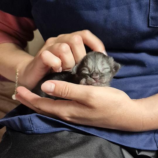 chaton Norvégien black smoke Bodhi💙 Chatterie de Ci'Varone black smoke 