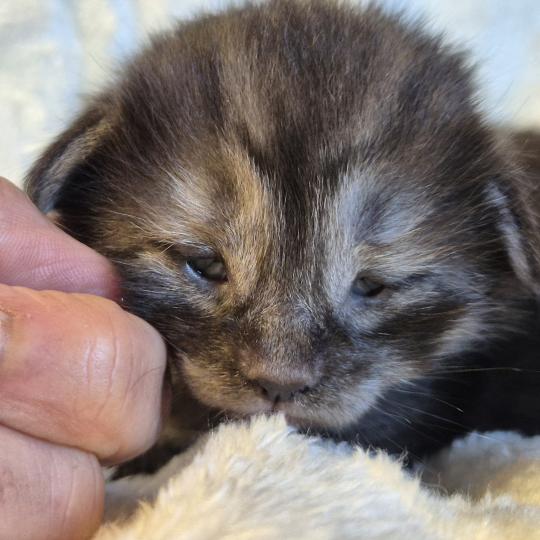 chaton Norvégien black smoke Bodhi💙 Chatterie de Ci'Varone black smoke 