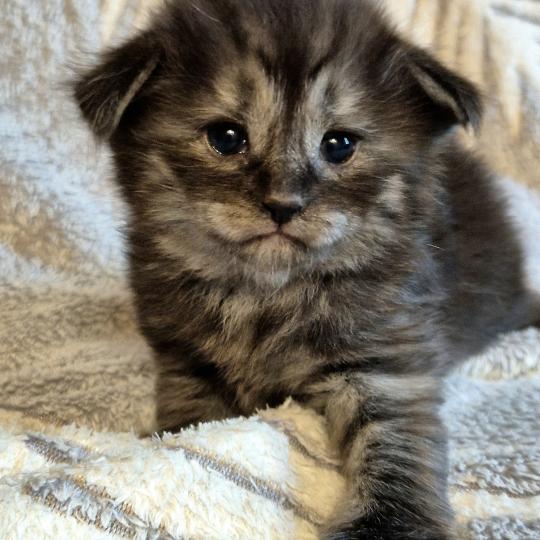 chaton Norvégien black smoke Bodhi💙 Chatterie de Ci'Varone black smoke 