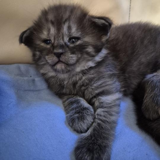chaton Norvégien black smoke Bodhi💙 Chatterie de Ci'Varone black smoke 