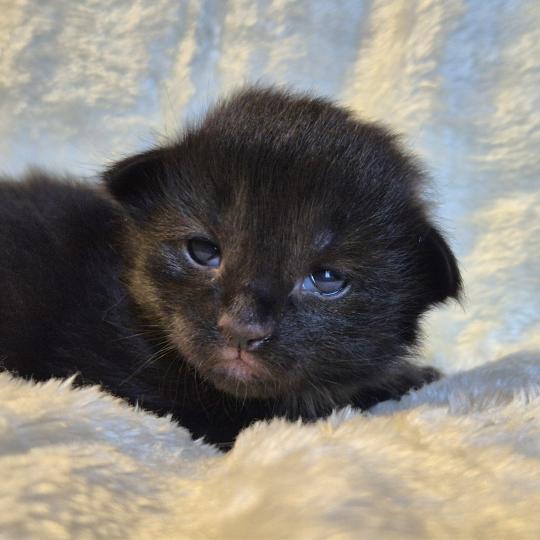 chaton Norvégien black Boo'ker🤍 Chatterie de Ci'Varone black 