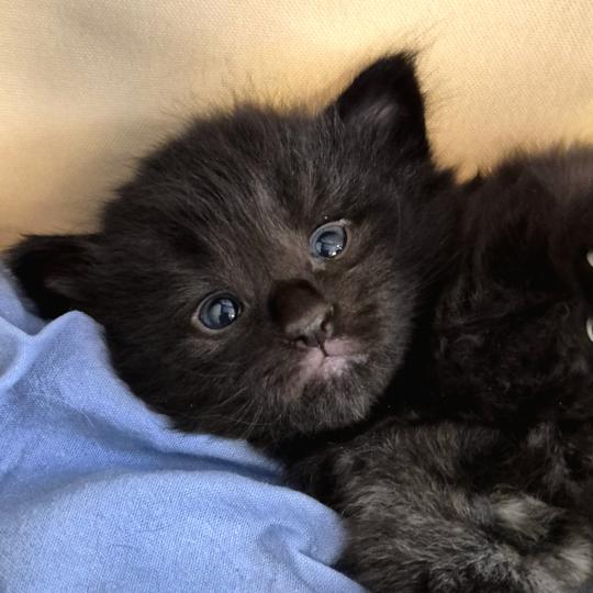 chaton Norvégien black Boo'ker🤍 Chatterie de Ci'Varone black 