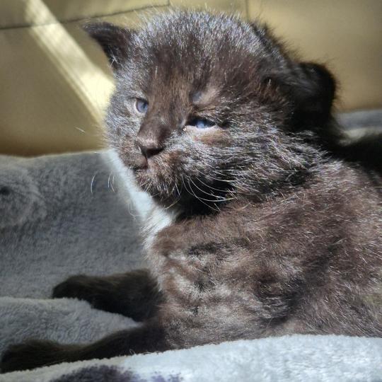 chaton Norvégien black Boo'ker🤍 Chatterie de Ci'Varone black 