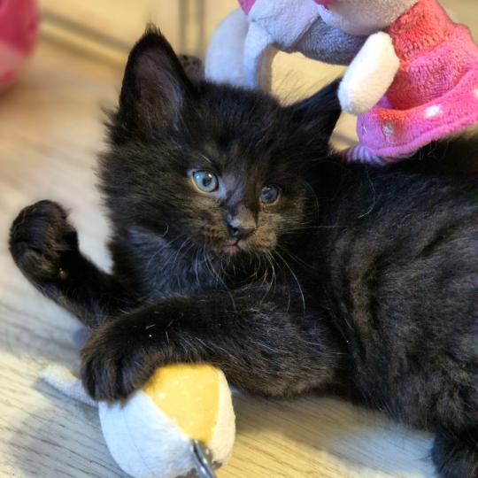chaton Norvégien black Boo'ker🤍 Chatterie de Ci'Varone black 