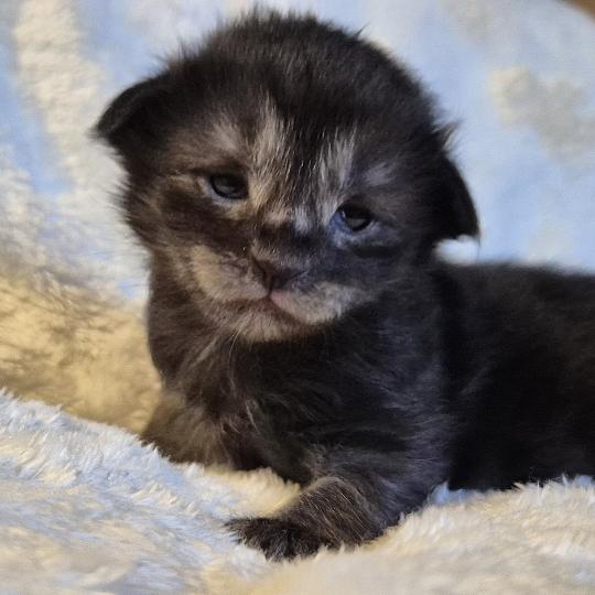 chaton Norvégien black smoke Boris💛 Chatterie de Ci'Varone black smoke 