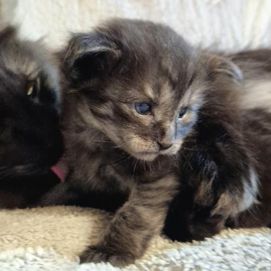 chaton Norvégien black smoke Boris💛 Chatterie de Ci'Varone black smoke 