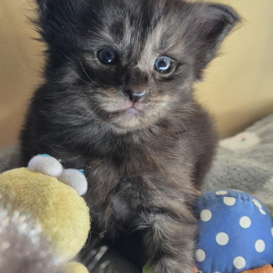 chaton Norvégien black smoke Boris💛 Chatterie de Ci'Varone black smoke 