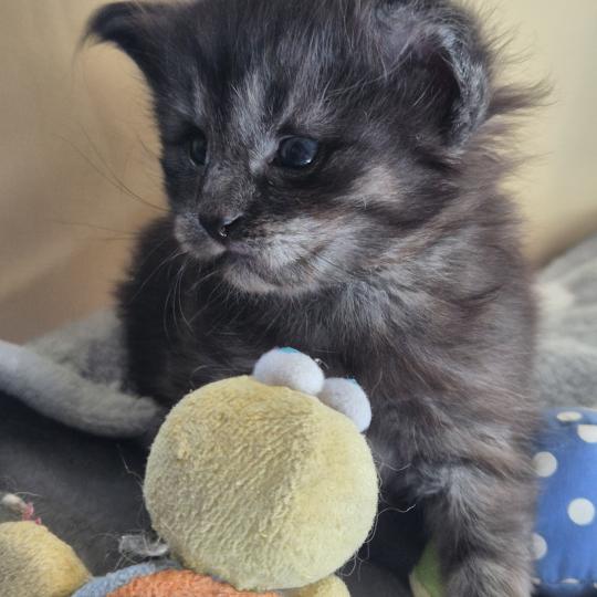chaton Norvégien black smoke Boris💛 Chatterie de Ci'Varone black smoke 
