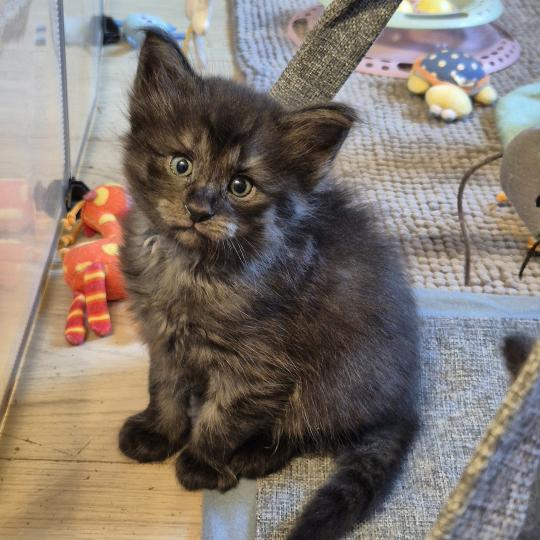 chaton Norvégien black smoke Boris💛 Chatterie de Ci'Varone black smoke 