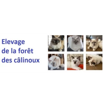 Elevage de la forêt