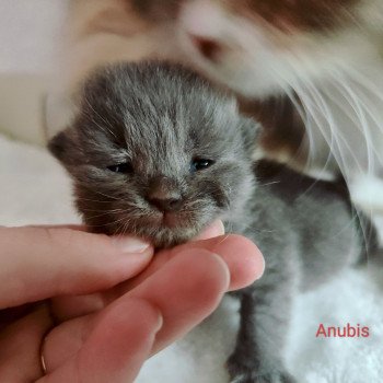 Anubis De La Moscowa De La Moscowa Mâle Sibérien