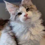 U-SPEED Mâle Maine coon U-SPEED Mâle Maine coon