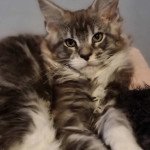 USSOP Mâle Maine coon USSOP Mâle Maine coon