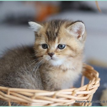 ALINE RIVER CARBIN Femelle British Shorthair