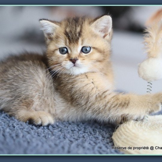 chaton British Shorthair black golden ticked tabby ALINE RIVER Chatterie Carbin black golden ticked tabby