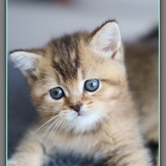 chaton British Shorthair black golden ticked tabby ALINE RIVER Chatterie Carbin black golden ticked tabby