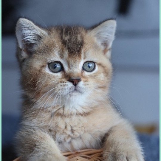 chaton British Shorthair black golden ticked tabby ALINE RIVER Chatterie Carbin black golden ticked tabby