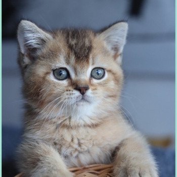 ALINE RIVER CARBIN Femelle British Shorthair