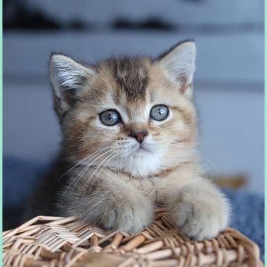 chaton British Shorthair black golden ticked tabby ALINE RIVER Chatterie Carbin black golden ticked tabby
