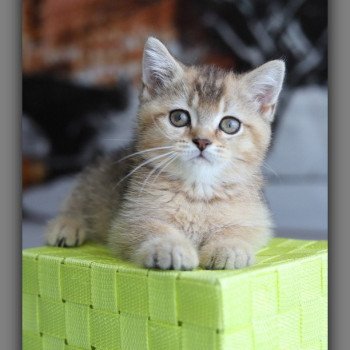 ALINE RIVER CARBIN Femelle British Shorthair