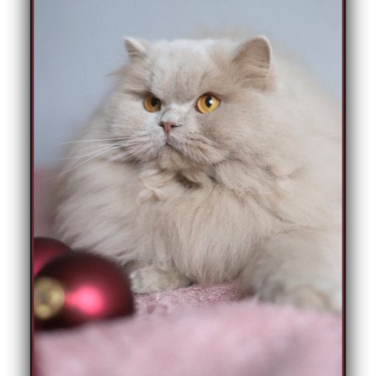 chat British Longhair fawn Ucarë Chatterie CARBIN fawn 