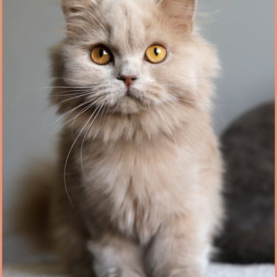 chat British Longhair fawn Ucarë Chatterie CARBIN fawn 
