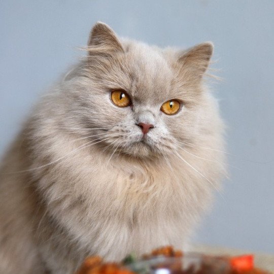 chat British Longhair fawn Ucarë Chatterie CARBIN fawn 