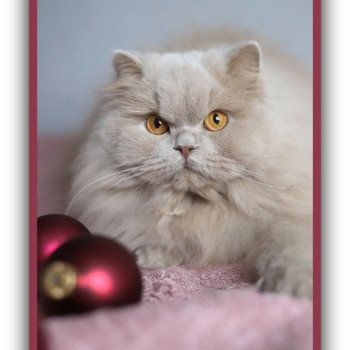 Ucarë CARBIN Femelle British Longhair