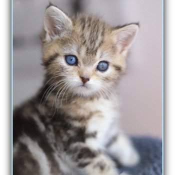 ABBEY NEW CARBIN Femelle British Shorthair