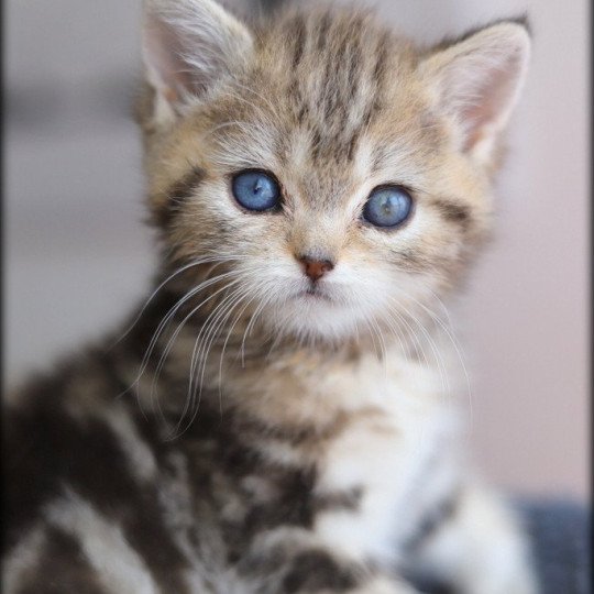 chaton British Shorthair black golden blotched tabby ABBEY NEW Chatterie Carbin black golden blotched tabby