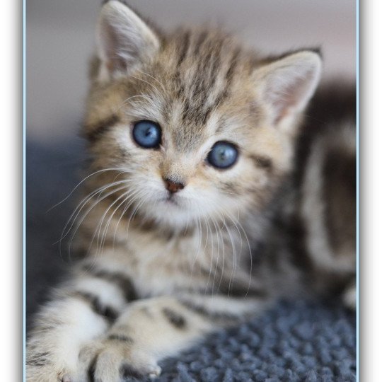 chaton British Shorthair black golden blotched tabby ABBEY NEW Chatterie Carbin black golden blotched tabby